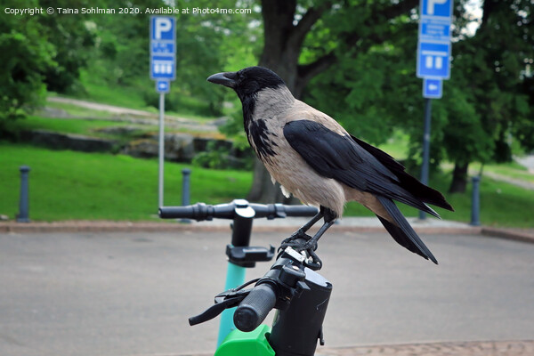 Modern Crow Takes City Bike Picture Board by Taina Sohlman