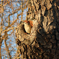 Buy canvas prints of Sparrow's Nest by Taina Sohlman