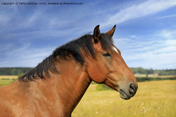 Beautiful Bay Horse in the Summer Picture Board by Taina Sohlman