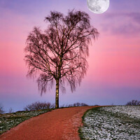 Buy canvas prints of Early Winter Moon by Taina Sohlman