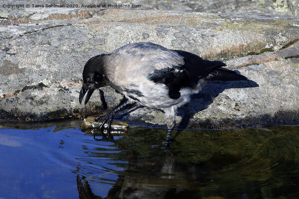 Young Hooded Crow Exploring a Piece of Wood Picture Board by Taina Sohlman