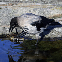 Buy canvas prints of Young Hooded Crow Exploring a Piece of Wood by Taina Sohlman