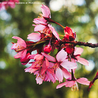 Buy canvas prints of Pink Cherry Blossoms  by Taina Sohlman