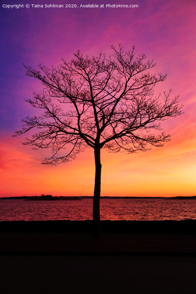 Seaside Tree with Beautiful Morning Sky Picture Board by Taina Sohlman