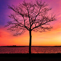 Buy canvas prints of Seaside Tree with Beautiful Morning Sky by Taina Sohlman