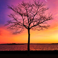 Buy canvas prints of Seaside Tree with Crescent Moon by Taina Sohlman