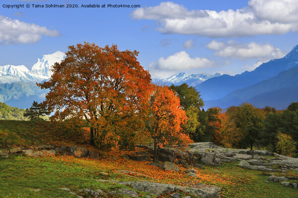 Beautiful Autumn Morning in the Mountains  Picture Board by Taina Sohlman