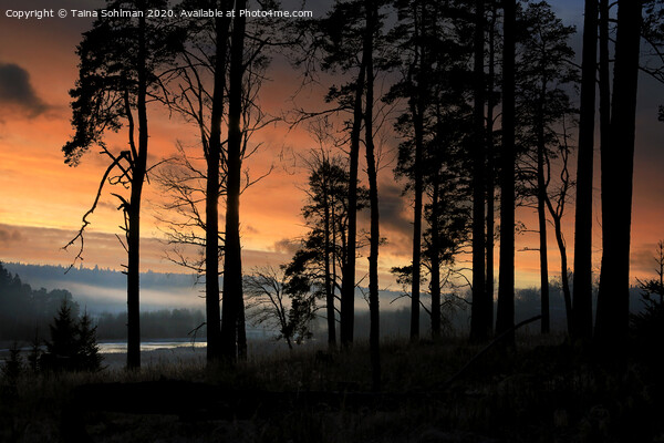 Sihouetted Pine Trees at January Sunset  Picture Board by Taina Sohlman