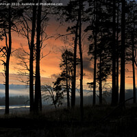 Buy canvas prints of Sihouetted Pine Trees at January Sunset  by Taina Sohlman