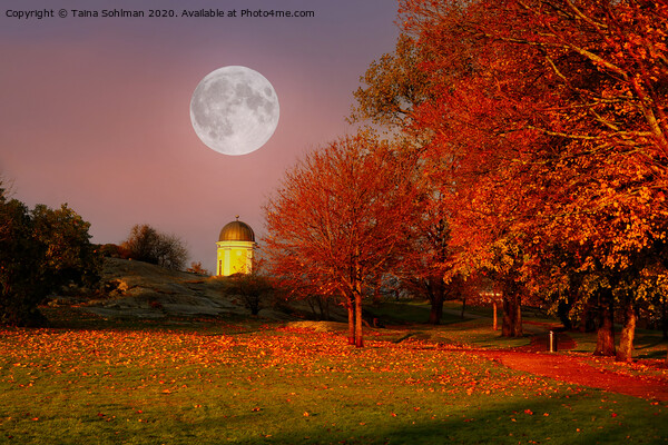 Golden Hour Full Moon in Kaivopuisto Park, Finland Picture Board by Taina Sohlman