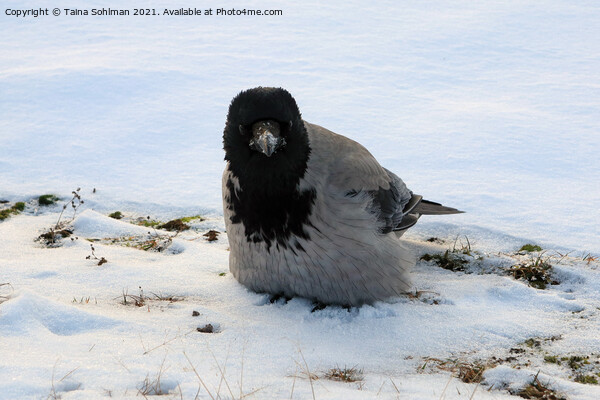 Young Hooded Crow Fluffing up Feathers in Snow Picture Board by Taina Sohlman