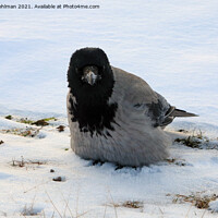 Buy canvas prints of Young Hooded Crow Fluffing up Feathers in Snow by Taina Sohlman