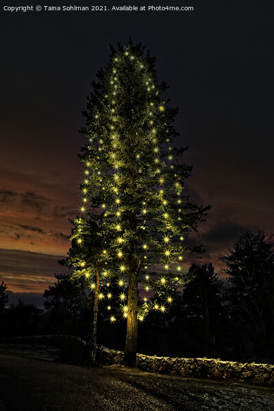 Illuminated Christmas Tree at Twilight Picture Board by Taina Sohlman
