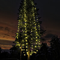 Buy canvas prints of Illuminated Christmas Tree at Twilight by Taina Sohlman