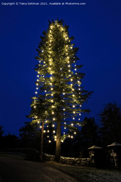 Illuminated Christmas Tree at Blue Hour Picture Board by Taina Sohlman