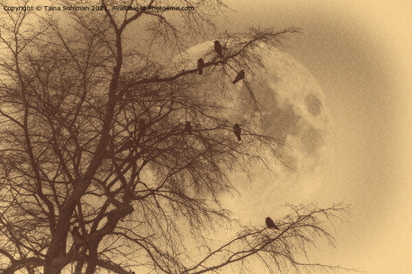 Crows against Full Moon, Old Photo Style  Picture Board by Taina Sohlman