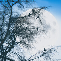 Buy canvas prints of Crows against Full Moon by Taina Sohlman