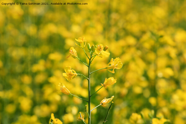 Rapeseed (Brassica rapa) Plant on a Field Picture Board by Taina Sohlman