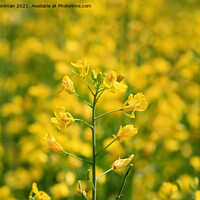 Buy canvas prints of Rapeseed (Brassica rapa) Plant on a Field by Taina Sohlman