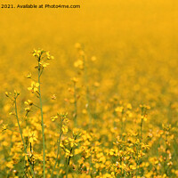 Buy canvas prints of Yellow Rapeseed Field with Rapeseed Flower by Taina Sohlman