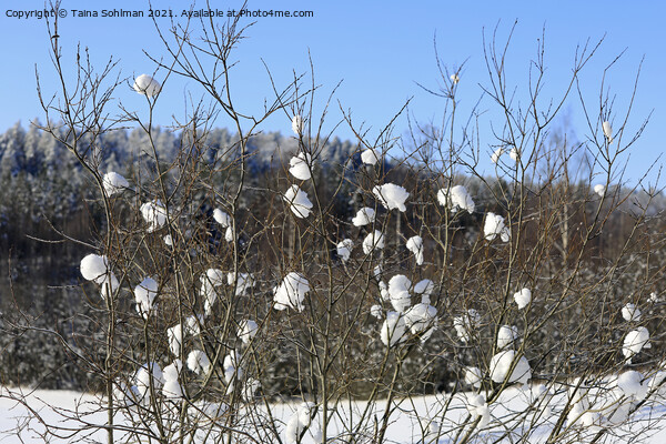 Nature's Snowballs on Salix Tree Picture Board by Taina Sohlman