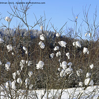 Buy canvas prints of Nature's Snowballs on Salix Tree by Taina Sohlman