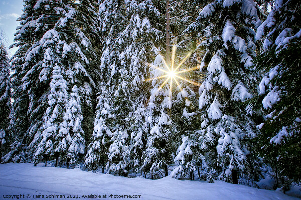 Sun Star Through Winter Forest Picture Board by Taina Sohlman