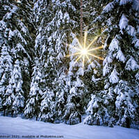 Buy canvas prints of Sun Star Through Winter Forest by Taina Sohlman