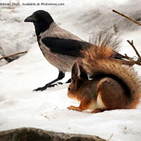 Buy canvas prints of Squirrel, Hooded Crow and Food by Taina Sohlman