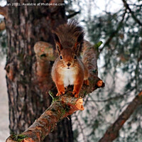 Buy canvas prints of Red Squirrel on Pine Branch by Taina Sohlman
