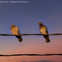 Buy canvas prints of Sunset Pigeons by Taina Sohlman