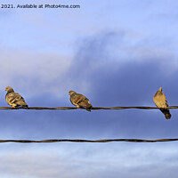 Buy canvas prints of Five Domestic Pigeons on a Wire by Taina Sohlman