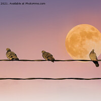 Buy canvas prints of Pigeons with Full Moon by Taina Sohlman