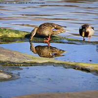 Buy canvas prints of Two Mallards With Reflection by Taina Sohlman