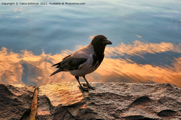 Hooded Crow on Seafront Embankment Picture Board by Taina Sohlman
