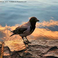 Buy canvas prints of Hooded Crow on Seafront Embankment by Taina Sohlman