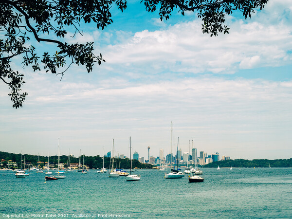 Sydney Harbour view from Watsons Bay with central business district of Sydney in the distance, New South Wales, Australia Picture Board by Mehul Patel