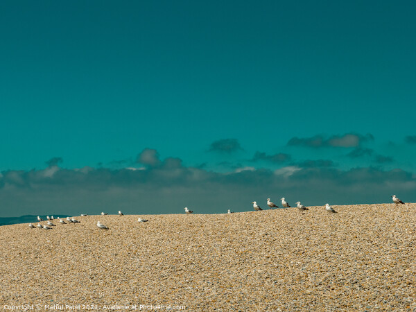 Seagulls (Gulls) waiting at the top of the pebbled tombolo of Chesil beach, Dorset, England, UK Picture Board by Mehul Patel