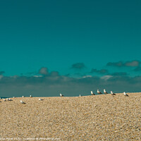 Buy canvas prints of Seagulls (Gulls) waiting at the top of the pebbled tombolo of Chesil beach, Dorset, England, UK by Mehul Patel