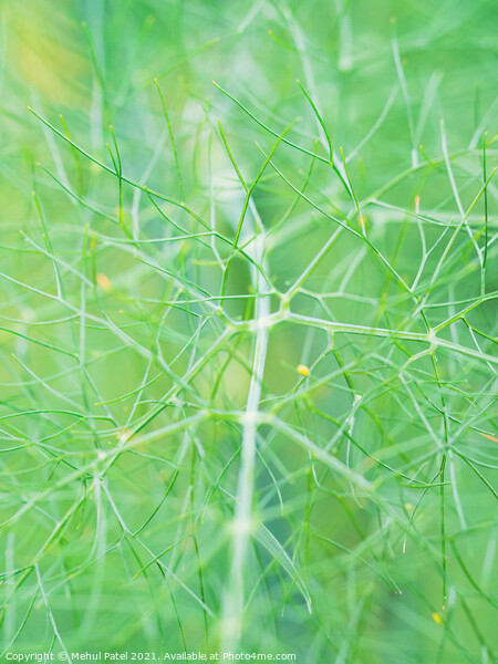 Close up of fennel plant (Foeniculum vulgare) Picture Board by Mehul Patel