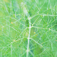 Buy canvas prints of Close up of fennel plant (Foeniculum vulgare) by Mehul Patel