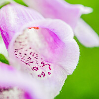 Buy canvas prints of Close up of purple foxglove flower (digitalis purpurea by Mehul Patel