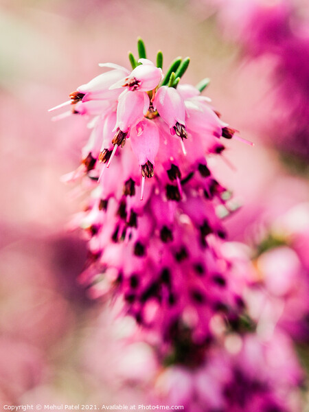 Close up of pink flowers on heather Erica × darleyensis Picture Board by Mehul Patel