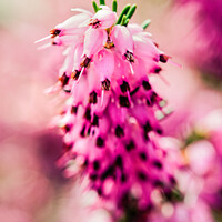 Buy canvas prints of Close up of pink flowers on heather Erica × darleyensis by Mehul Patel
