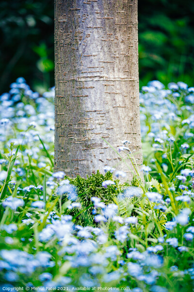 Base of Cherry tree trunk with moss growth surrounded by foliage and blue forget-me-not (Myosotis) flowers Picture Board by Mehul Patel