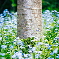 Buy canvas prints of Base of Cherry tree trunk with moss growth surrounded by foliage and blue forget-me-not (Myosotis) flowers by Mehul Patel