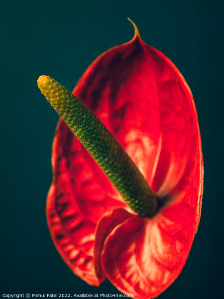 Anthurium close up Picture Board by Mehul Patel