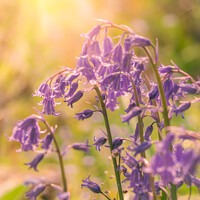 Buy canvas prints of Cluster of Bluebell flowers in spring with warm gl by Mehul Patel