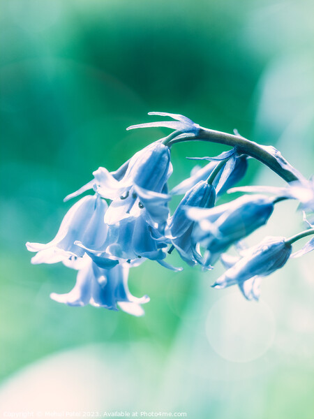 Close up of Bluebell flowers in spring with lens f Picture Board by Mehul Patel