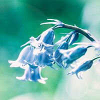 Buy canvas prints of Close up of Bluebell flowers in spring with lens f by Mehul Patel